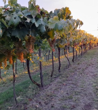 Cantina El Vegro - Monteforte d'Alpone - Soave