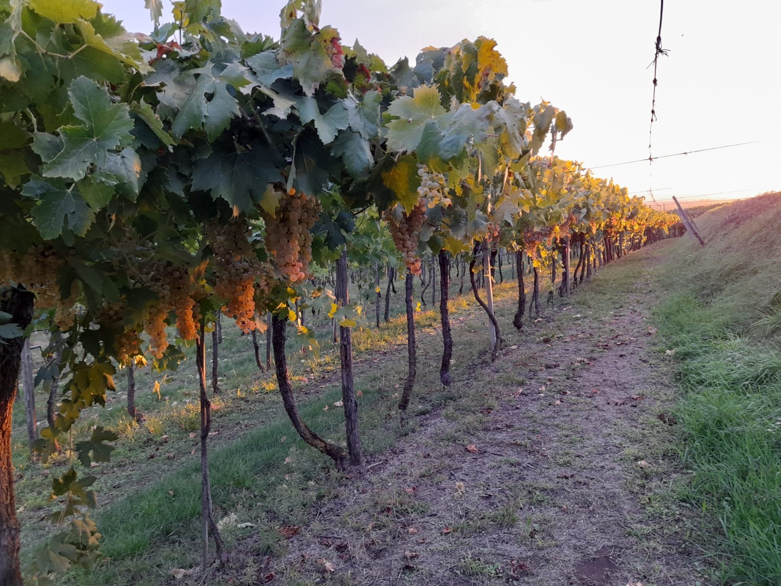 Cantina El Vegro - Monteforte d'Alpone - Soave